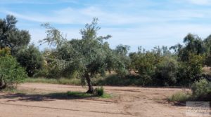 Se vende Finca de olivos con casa de campo en Cretas. con buenos accesos