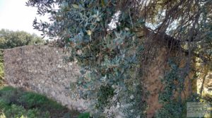 Vendemos Finca de olivos con casa de campo en Cretas. con buenos accesos por 85.000€