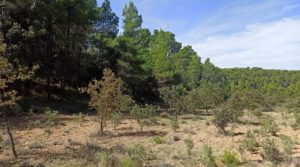 Finca de más de 4 hectáreas en Fórnoles. en venta con privacidad tranquilidad e intimidad