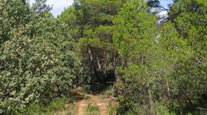 Finca de más de 4 hectáreas en Fórnoles. en venta con buenos accesisos