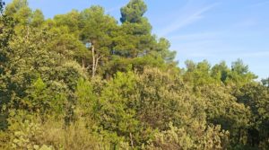 Foto de Finca de más de 4 hectáreas en Fórnoles. en venta con buenos accesisos