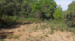 Foto de Finca de más de 4 hectáreas en Fórnoles. en venta con privacidad tranquilidad e intimidad