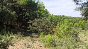 Finca de más de 4 hectáreas en Fórnoles. en oferta con buenos accesisos