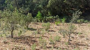 Se vende Finca de más de 4 hectáreas en Fórnoles. con privacidad tranquilidad e intimidad