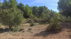 Se vende Finca de más de 4 hectáreas en Fórnoles. con buenos accesisos