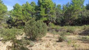 Foto de Finca de más de 4 hectáreas en Fórnoles. con privacidad tranquilidad e intimidad por 45.000€