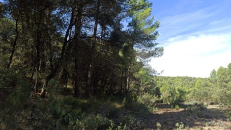 Finca de más de 4 hectáreas en Fórnoles.