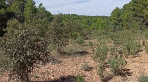 Finca de más de 4 hectáreas en Fórnoles. para vender con privacidad tranquilidad e intimidad