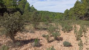 Finca de más de 4 hectáreas en Fórnoles. a buen precio con buenos accesisos