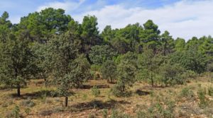 Foto de Finca de más de 4 hectáreas en Fórnoles. con buenos accesisos