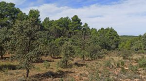 Finca de más de 4 hectáreas en Fórnoles. para vender con privacidad tranquilidad e intimidad por 45.000€