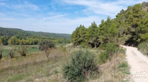 Finca de regadío en Valderrobres con bosque propio. para vender con agua para riego por 75.000€