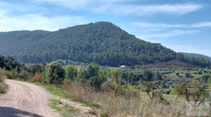 Se vende Finca de regadío en Valderrobres con bosque propio. con buenos accesos