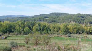 Finca de regadío en Valderrobres con bosque propio. en oferta con buenos accesos por 75.000€