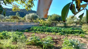 Detalle de Chalet en Maella con arboles frutales y jardines. con electricidad solar