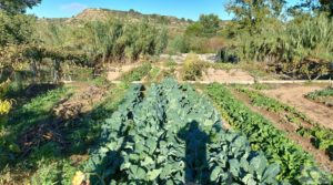 Chalet en Maella con arboles frutales y jardines. en venta con barbacoa por 59.000€