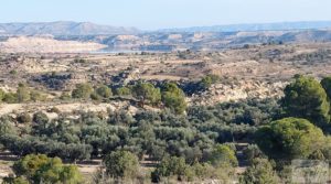 Gran propiedad de olivos en Caspe, cerca del gran embalse del río Ebro. en venta con buenos accesos