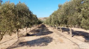 Gran propiedad de olivos en Caspe, cerca del gran embalse del río Ebro. en oferta con riego por goteo por 280.000€