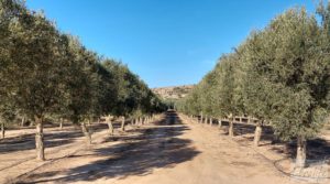 Se vende Gran propiedad de olivos en Caspe, cerca del gran embalse del río Ebro. con buenos accesos por 280.000€