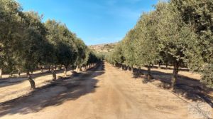Gran propiedad de olivos en Caspe, cerca del gran embalse del río Ebro. a buen precio con riego por goteo por 280.000€