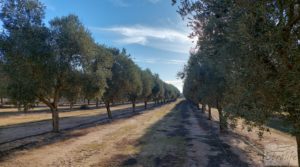 Vendemos Gran propiedad de olivos en Caspe, cerca del gran embalse del río Ebro. con riego por goteo por 280.000€