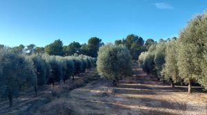 Gran propiedad de olivos en Caspe, cerca del gran embalse del río Ebro. a buen precio con riego por goteo por 280.000€