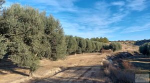 Vendemos Gran propiedad de olivos en Caspe, cerca del gran embalse del río Ebro. con riego por goteo por 280.000€