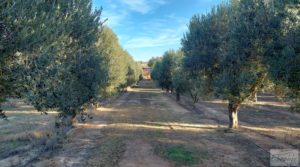 Gran propiedad de olivos en Caspe, cerca del gran embalse del río Ebro. para vender con riego por goteo