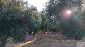 Gran propiedad de olivos en Caspe, cerca del gran embalse del río Ebro. a buen precio con riego por goteo