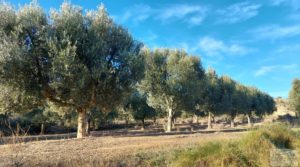 Vendemos Gran propiedad de olivos en Caspe, cerca del gran embalse del río Ebro. con riego por goteo