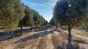 Vendemos Gran propiedad de olivos en Caspe, cerca del gran embalse del río Ebro. con buenos accesos