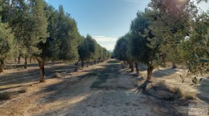 Gran propiedad de olivos en Caspe, cerca del gran embalse del río Ebro. en venta con buenos accesos