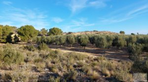 Vendemos Gran propiedad de olivos en Caspe, cerca del gran embalse del río Ebro. con riego por goteo