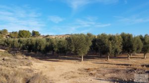 Gran propiedad de olivos en Caspe, cerca del gran embalse del río Ebro. en venta con buenos accesos por 280.000€