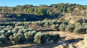 Gran propiedad de olivos en Caspe, cerca del gran embalse del río Ebro. a buen precio con riego por goteo