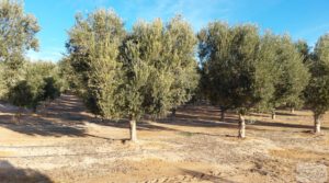 Vendemos Gran propiedad de olivos en Caspe, cerca del gran embalse del río Ebro. con electricidad