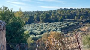 Se vende Gran propiedad de olivos en Caspe, cerca del gran embalse del río Ebro. con electricidad por 280.000€