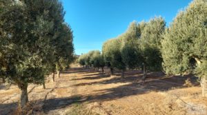 Vendemos Gran propiedad de olivos en Caspe, cerca del gran embalse del río Ebro. con riego por goteo
