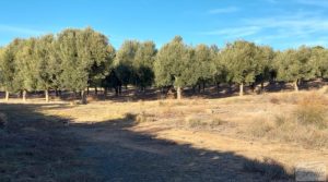 Detalle de Gran propiedad de olivos en Caspe, cerca del gran embalse del río Ebro. con buenos accesos