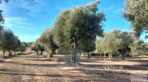 Vendemos Gran propiedad de olivos en Caspe, cerca del gran embalse del río Ebro. con electricidad por 280.000€