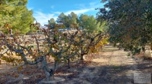 Gran propiedad de olivos en Caspe, cerca del gran embalse del río Ebro. a buen precio con buenos accesos por 280.000€