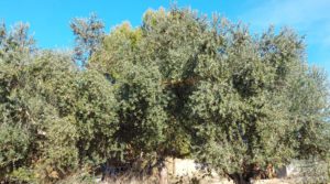 Vendemos Gran propiedad de olivos en Caspe, cerca del gran embalse del río Ebro. con riego por goteo por 280.000€