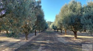 Detalle de Gran propiedad de olivos en Caspe, cerca del gran embalse del río Ebro. con buenos accesos por 280.000€