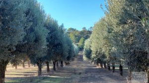 Foto de Gran propiedad de olivos en Caspe, cerca del gran embalse del río Ebro. con riego por goteo por 280.000€