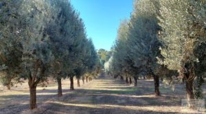 Gran propiedad de olivos en Caspe, cerca del gran embalse del río Ebro. en venta con riego por goteo