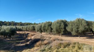 Gran propiedad de olivos en Caspe, cerca del gran embalse del río Ebro. en venta con buenos accesos