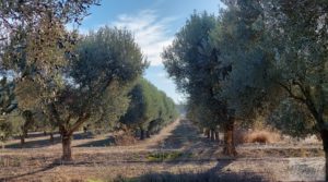 Detalle de Gran propiedad de olivos en Caspe, cerca del gran embalse del río Ebro. con buenos accesos