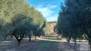Foto de Gran propiedad de olivos en Caspe, cerca del gran embalse del río Ebro. con riego por goteo por 280.000€