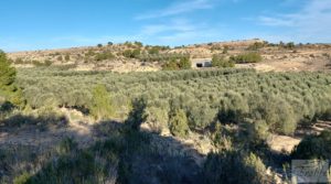 Se vende Gran propiedad de olivos en Caspe, cerca del gran embalse del río Ebro. con electricidad