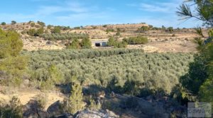Gran propiedad de olivos en Caspe, cerca del gran embalse del río Ebro. a buen precio con electricidad